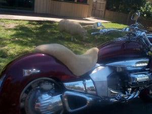 Honda NRX 1800 Valkyrie Rune 2005 Camel Sheepskin Motorcycle Seat Cover