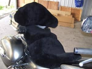 Kawasaki VN1700 Voyager + Pillion BR 2010 Black Sheepskin Motorcycle Seat Cover